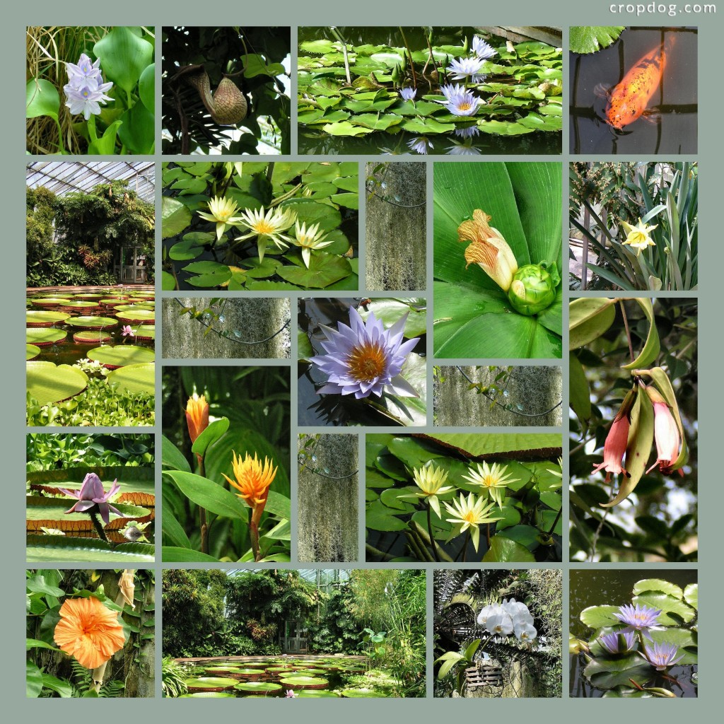 21 image garden photo collage - Cropdog Photo Collage