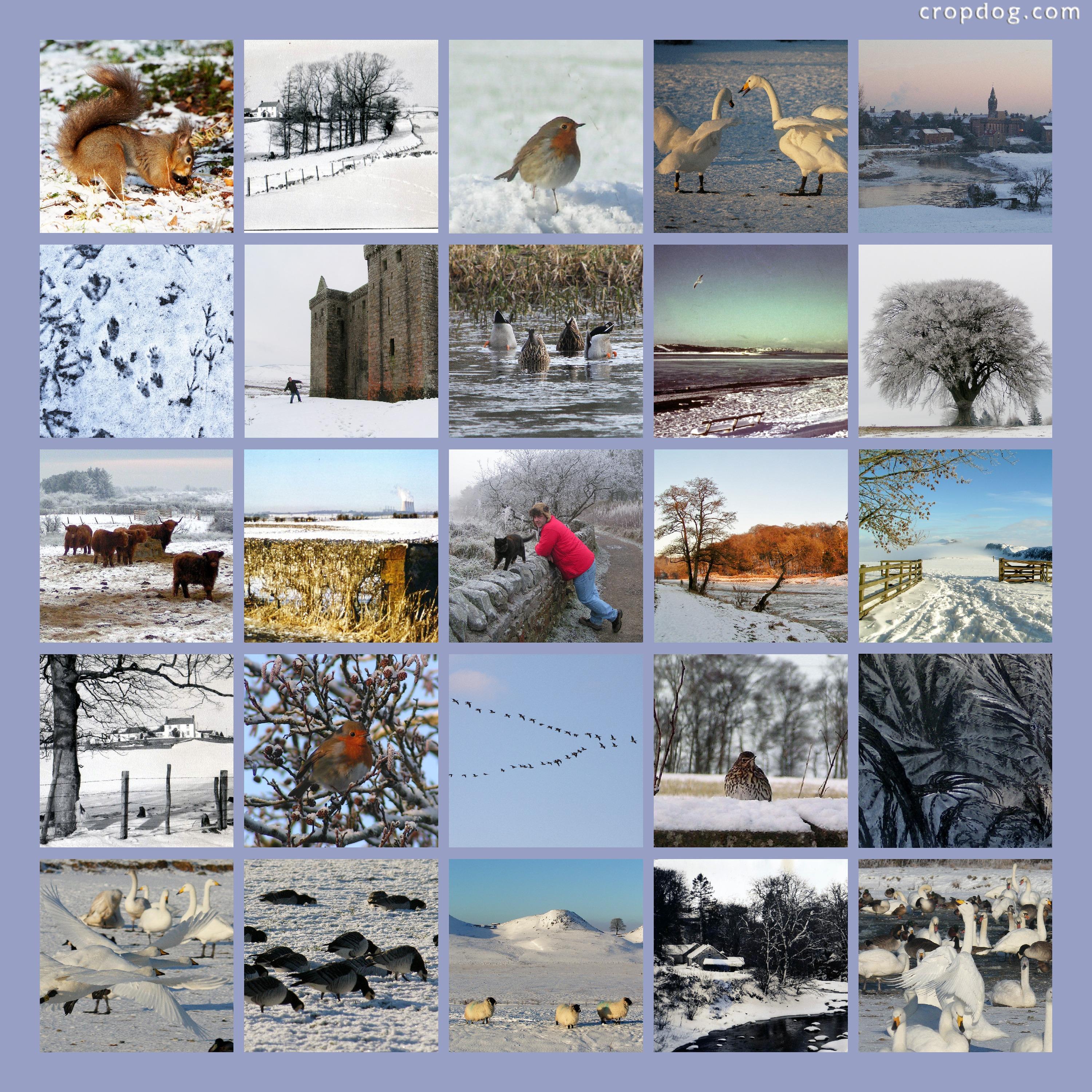 winter photo collage ideas - cropdog photo collage